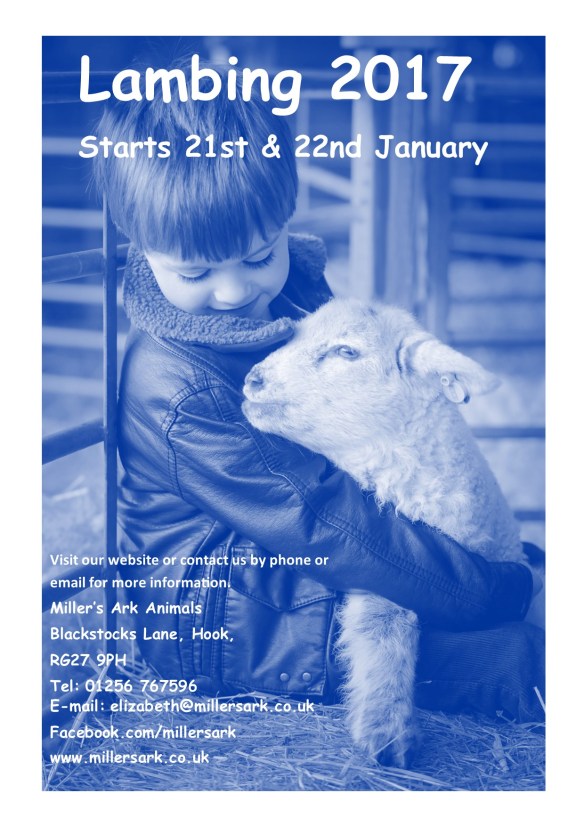 lambing-2017