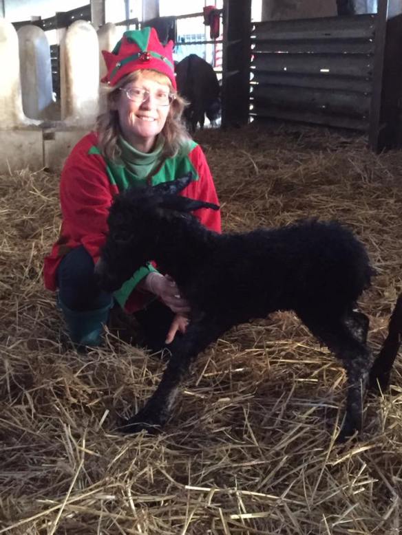 Tinsel born to mum Star. nov 17