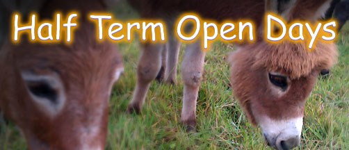 Half term open days
