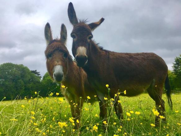 19024692_10154474724261603_739082476_o